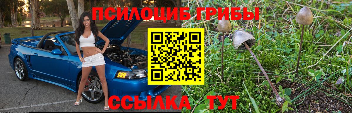 Псилоцибиновые грибы Psilocybine cubensis Чапаевск